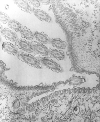 CIL:35483, Tetrahymena pyriformis, cell by organism, eukaryotic cell, Eukaryotic Protist, Ciliated Protist