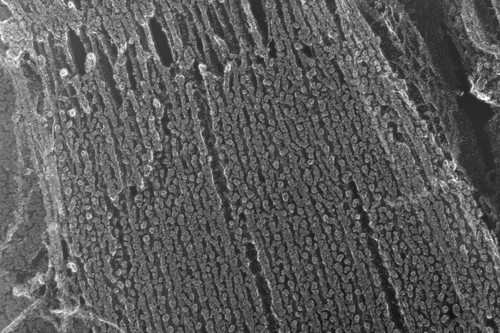 CIL:6564, Oryctolagus cuniculus, skeletal muscle cell