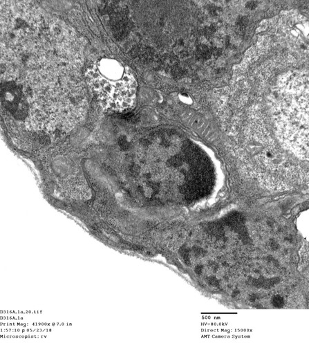 CIL: 50790, Drosophila melanogaster