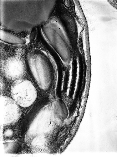 CIL:9523, Chlamydomonas reinhardtii, plant cell