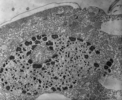 CIL:34537, Tetrahymena pyriformis, cell by organism, eukaryotic cell, Eukaryotic Protist, Ciliated Protist