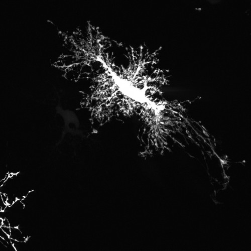 CIL:40172, Rattus norvegicus, astrocyte, astrocyte of the hippocampus