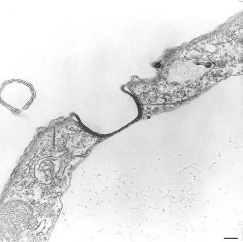 CIL:130, Tetrahymena pyriformis, cell by organism, eukaryotic cell, Eukaryotic Protist, Ciliated Protist