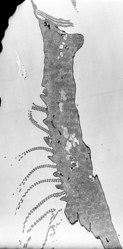 CIL:38890, Euplotes sp., cell by organism, eukaryotic cell, Eukaryotic Protist, Ciliated Protist