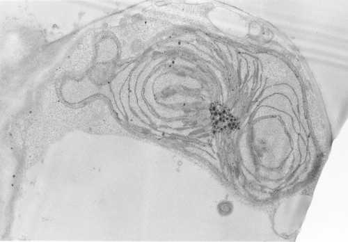 CIL:688, Zea mays, photosynthetic cell