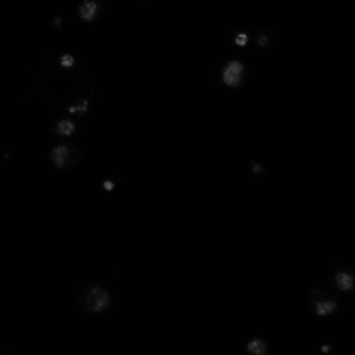 CIL:21754, Drosophila melanogaster, epithelial