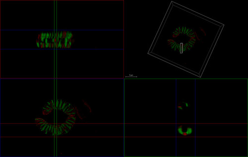 CIL: 54844, Conchiformibius steedae, bacteria