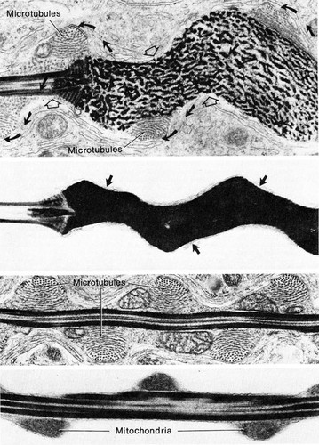 CIL:36058, Passeriformes, sperm