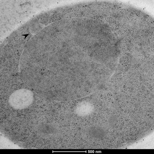 CIL: 50895, Saccharomyces cerevisiae (baker's yeast, budding yeast), Mixed population of S. cerevisiae cells