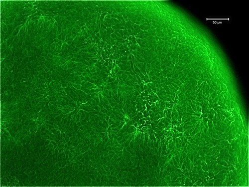 CIL:12628, Mus musculus, oocyte