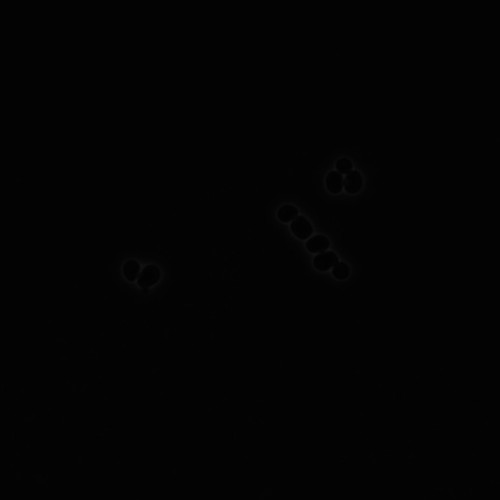 CIL:35726, Saccharomyces cerevisiae