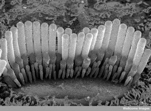 CIL:38816, Cavia porcellus, auditory hair cell