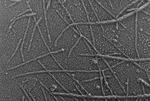 CIL:6256, Oryctolagus cuniculus, skeletal muscle cell