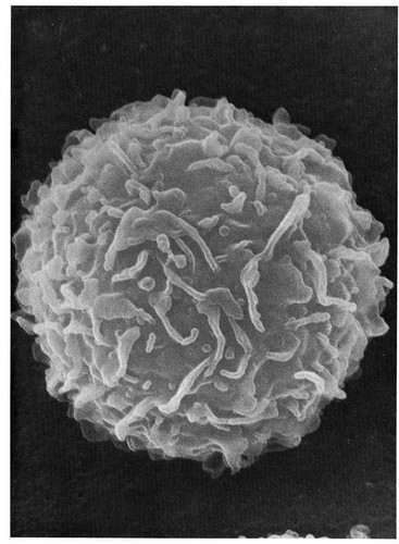 CIL:11105, Mus musculus, mast cell