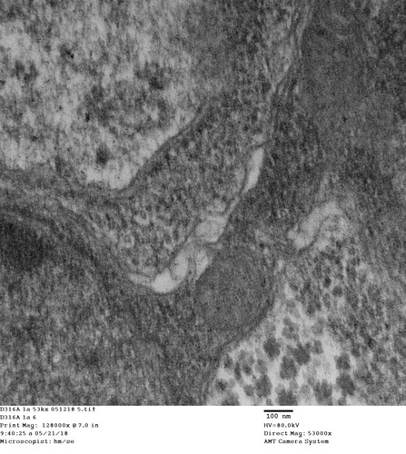 CIL: 50755, Drosophila melanogaster