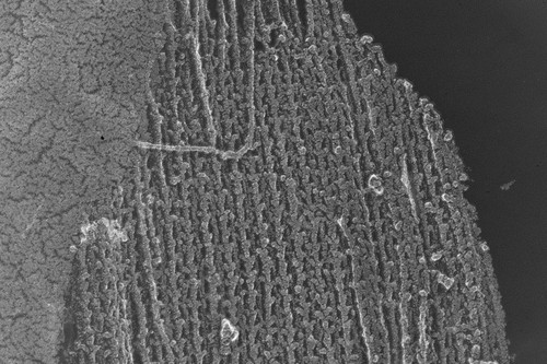 CIL:6558, Oryctolagus cuniculus, skeletal muscle cell