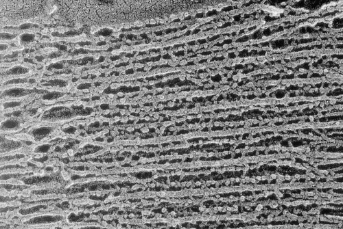 CIL:836, Oryctolagus cuniculus, skeletal muscle cell