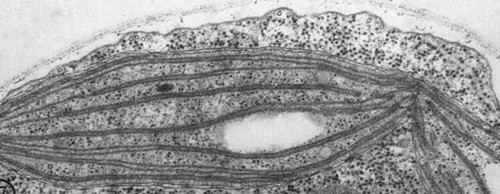 CIL:38705, Chlamydomonas reinhardtii