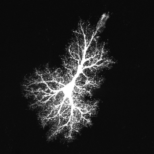 CIL:36363, Rattus norvegicus, astrocyte, astrocyte of the hippocampus