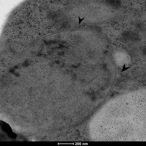 CIL: 50862, Saccharomyces cerevisiae (baker's yeast, budding yeast), Mixed population of S. cerevisiae cells