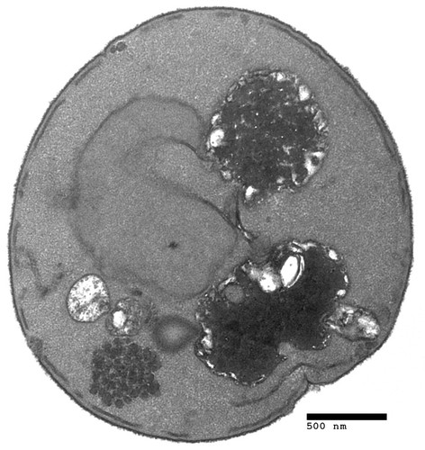 CIL:39697, Saccharomyces cerevisiae, BY4716