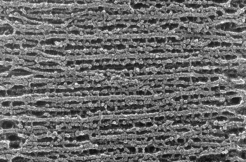 CIL:1440, Oryctolagus cuniculus, skeletal muscle cell