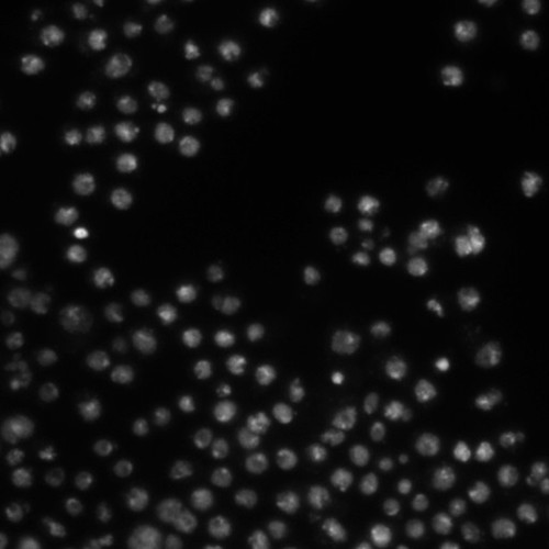 CIL:21797, Drosophila melanogaster, epithelial