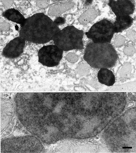 CIL:46751, Rattus sp., parenchymal cell