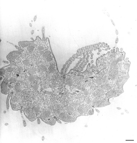CIL:34755, Tetrahymena pyriformis, cell by organism, eukaryotic cell, Eukaryotic Protist, Ciliated Protist