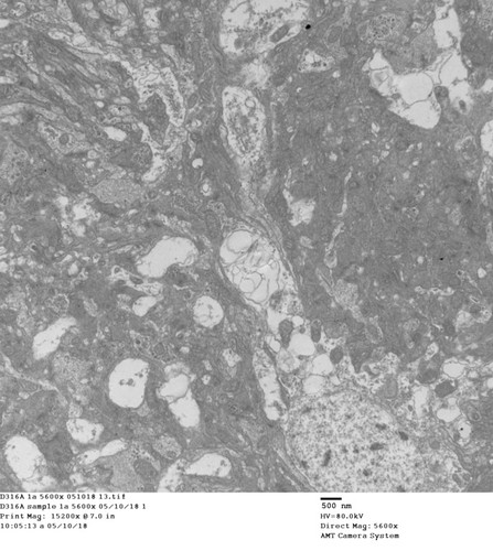 CIL: 50747, Drosophila melanogaster