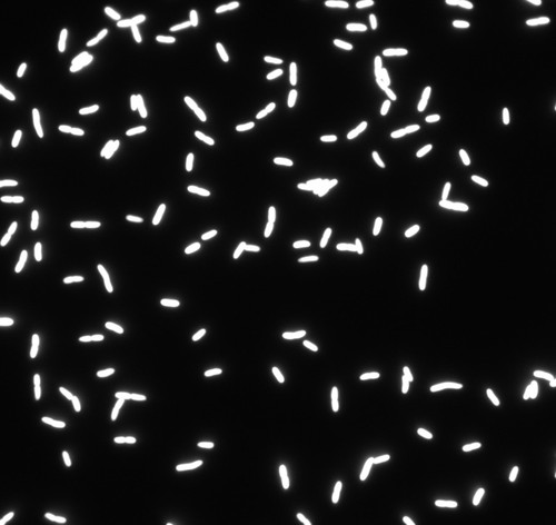 CIL: 54692, Bacteria E coli, MC1061