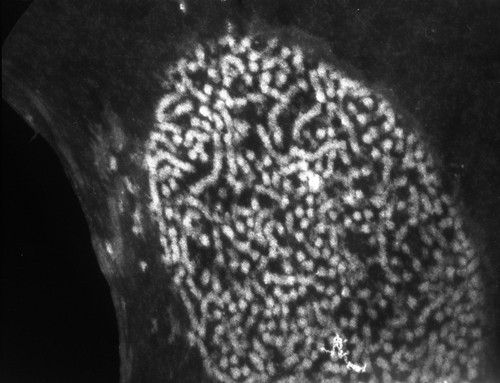 CIL:776, Patiria miniata, sperm