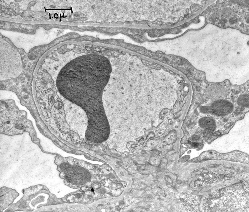 CIL:37175, Rattus, kidney cell