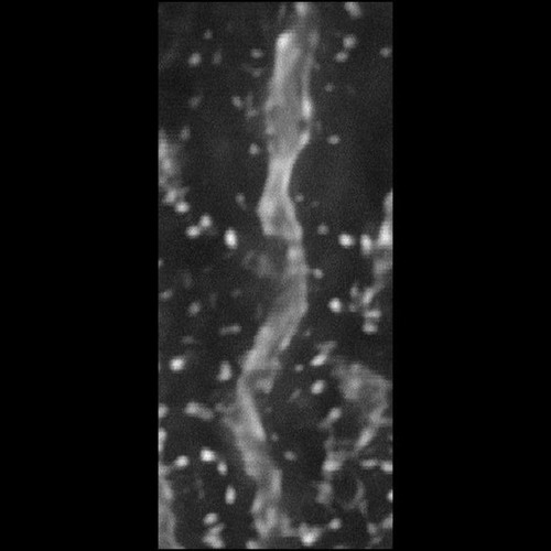 CIL:39951, Rattus norvegicus, CNS neuron (sensu Vertebrata), Purkinje cell