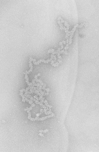 CIL:717, Necturus maculosus, nucleate erythrocyte