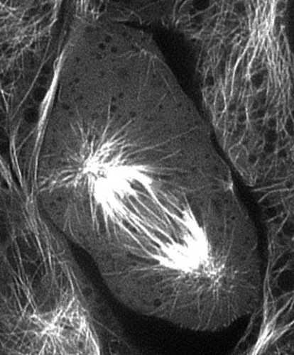 CIL:40367, Sus scrofa domestica, kidney epithelial cell