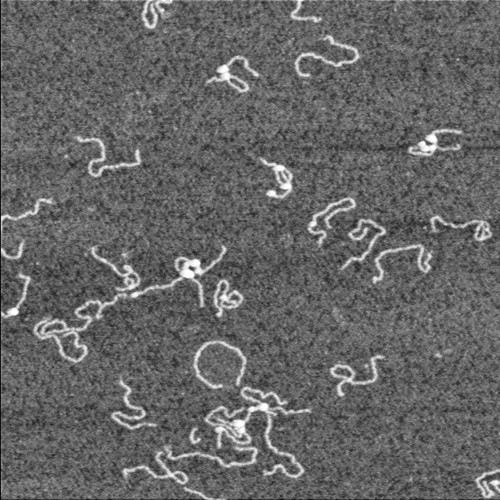 CIL:7420, Homo sapiens, neuron