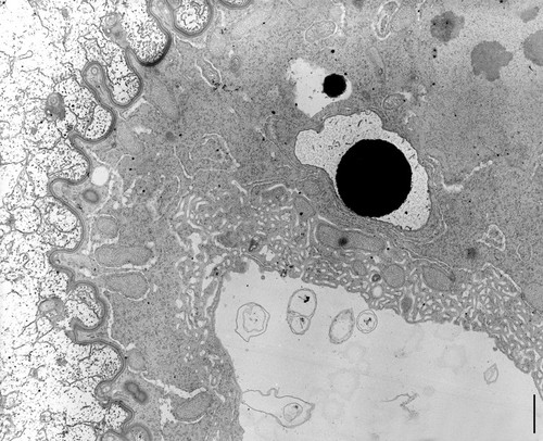 CIL:9843, Nassula, cell by organism, eukaryotic cell, Eukaryotic Protist, Ciliated Protist