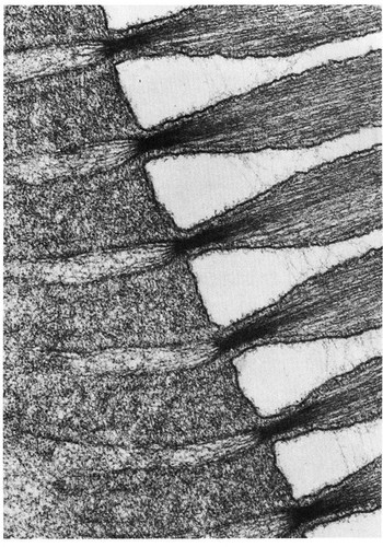 CIL:11643, Carassius sp. U8MN, saccular macula