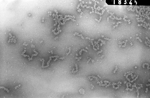 CIL:699, Necturus maculosus, nucleate erythrocyte