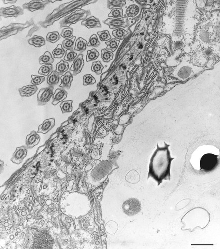 CIL:36789, Paramecium caudatum, cell by organism, eukaryotic cell, Eukaryotic Protist, Ciliated Protist