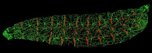 CIL:41824, Drosophila melanogaster, muscle cell, sensory neuron