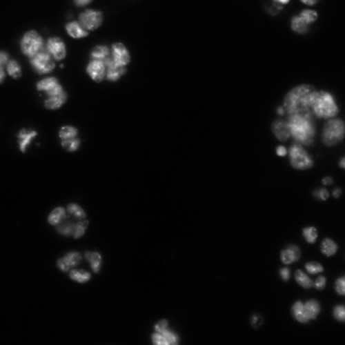 CIL:21772, Drosophila melanogaster, epithelial