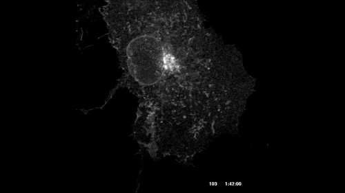 CIL:7199, Mammalian Cell Animation