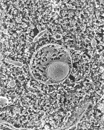 CIL:36730, Paramecium multimicronucleatum, cell by organism, eukaryotic cell, Eukaryotic Protist, Ciliated Protist