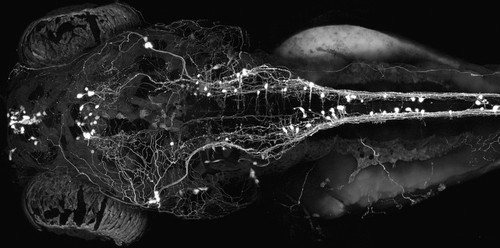 CIL:41458, Danio rerio, neuron