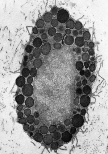 CIL:36009, Rattus, mast cell