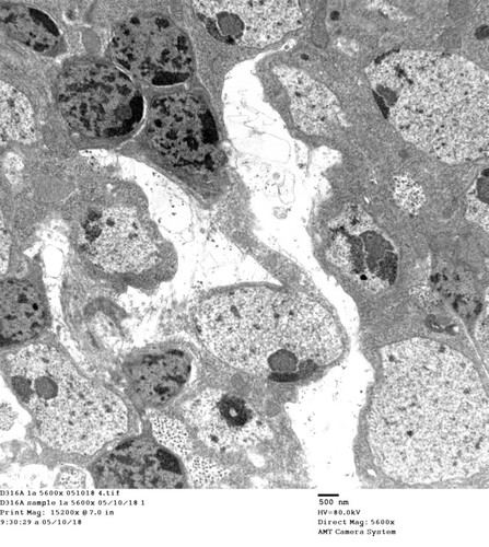 CIL: 50744, Drosophila melanogaster