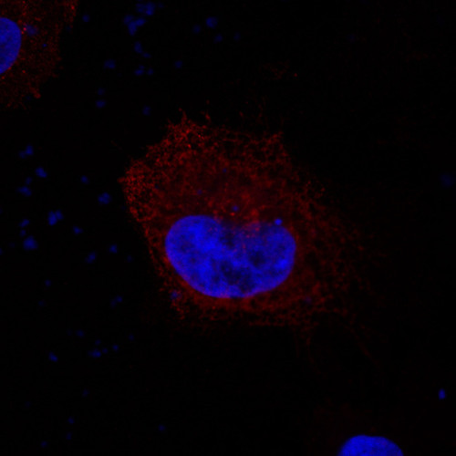 CIL: 54099, Homo sapiens, HeLa