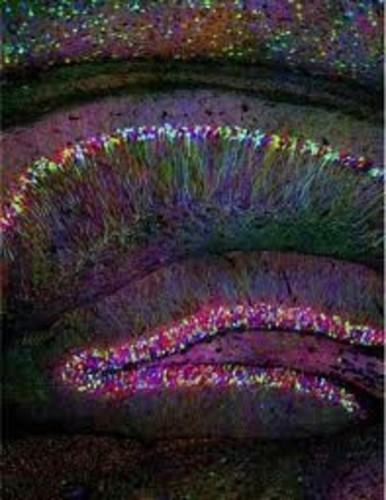 CIL:42754, Mus musculus, neuron